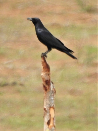 Sinaloa Crow