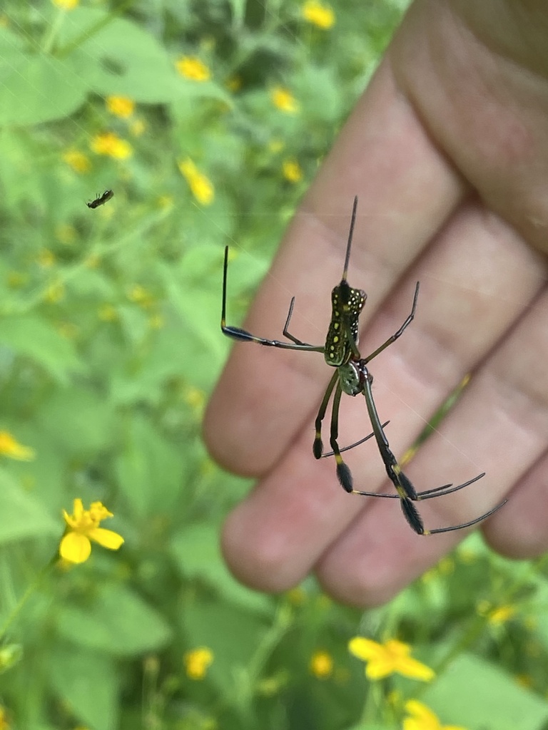 Golden Silk Spider from Santa Cruz, Guanacaste, CR on June 29, 2022 at