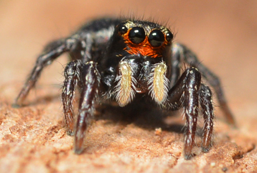 Pellenes ignifrons
