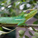 Knight Anole - Photo (c) Jason Penney, all rights reserved