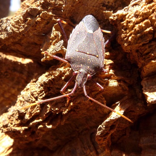 Poecilometis fuscescens