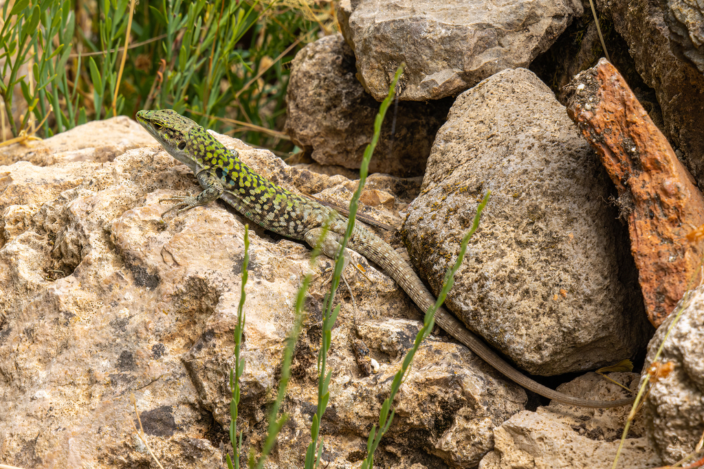 Italian Wall Lizard From Province Of Oristano Italy On June 23 2022   Large 