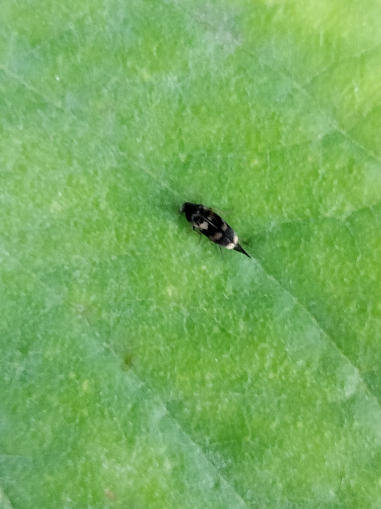 Falsomordellistena pubescens from Marsh Creek State Park on June 30