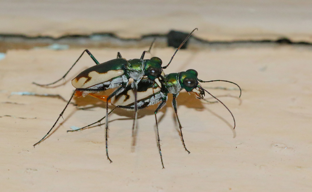 California Tiger Beetle In June 2022 By Chris McCreedy INaturalist   Large 