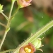 Scrophularia tenuipes - Photo (c) Amar Saci, todos os direitos reservados, uploaded by Amar Saci