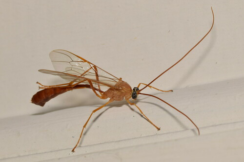 Enicospilus consobrinus