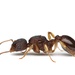 Myrmica punctiventris - Photo 由 Aaron Stoll 所上傳的 (c) Aaron Stoll，保留所有權利