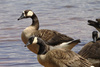 Swan Goose × Canada Goose - Photo (c) Xavier, all rights reserved, uploaded by Xavier