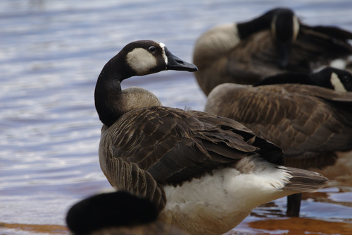 Swan Goose × Canada Goose