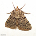 Tabby Moths - Photo (c) Valter Jacinto, all rights reserved