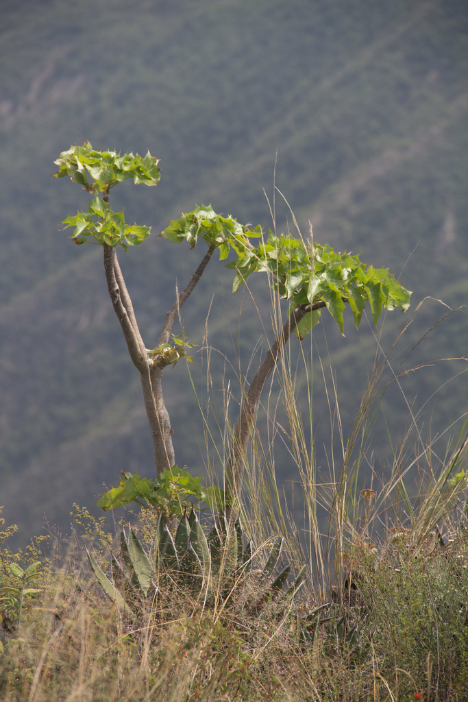 Broomstick Tree from Peña del Aire on July 5, 2015 by Anne · iNaturalist