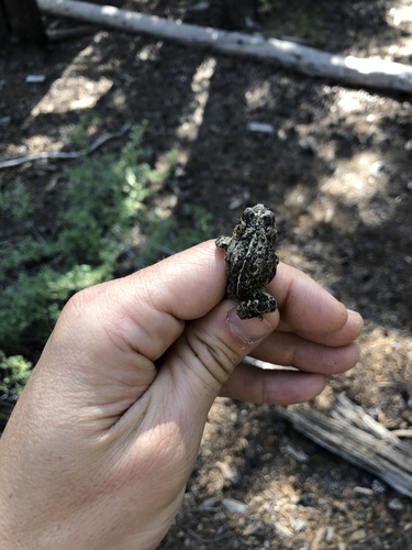 iNaturalist observation photo of Western Toad