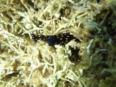 Felimare californiensis image