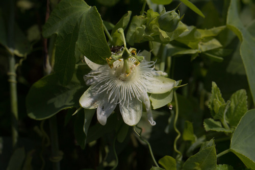 white passionflower