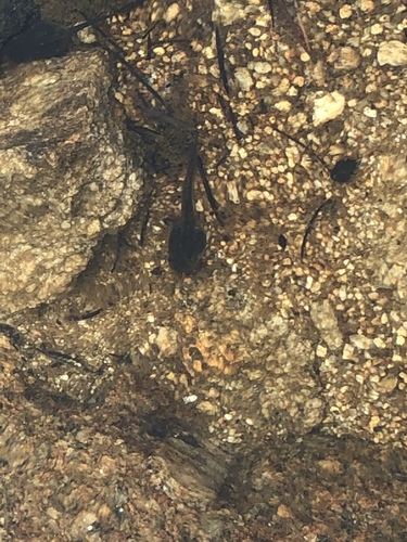 iNaturalist observation photo of Frogs and Toads