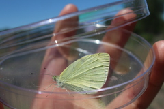 Pieris rapae image