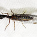 Common Snakeflies - Photo (c) BJ Stacey, all rights reserved