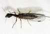 Common Snakeflies - Photo (c) BJ Stacey, all rights reserved
