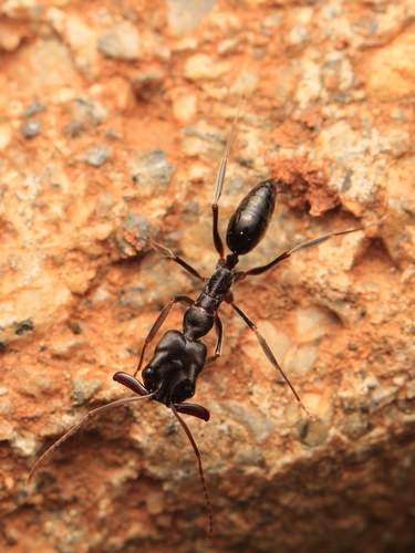 Troglodyte Trap-jaw ant