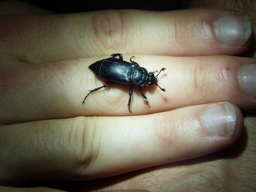 iNaturalist observation photo of Black Burying Beetle
