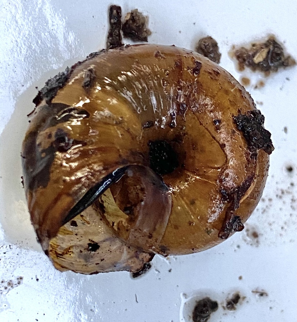 Copper Button Snail from Cherokee National Forest, Roan Mountain, TN ...