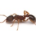 Myrmica spatulata - Photo (c) Aaron Stoll, todos os direitos reservados, uploaded by Aaron Stoll