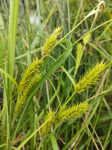 Carex atherodes