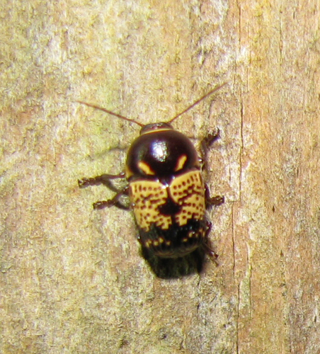 Cryptocephalus irroratus · iNaturalist