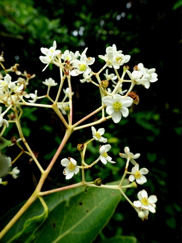 Nectandra salicifolia