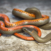 San Bernardino Ringneck Snake - Photo (c) Derek Hameister, all rights reserved, uploaded by Derek Hameister