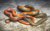 San Bernardino Ringneck Snake - Photo (c) Hydrobates tethys, all rights reserved, uploaded by Hydrobates tethys