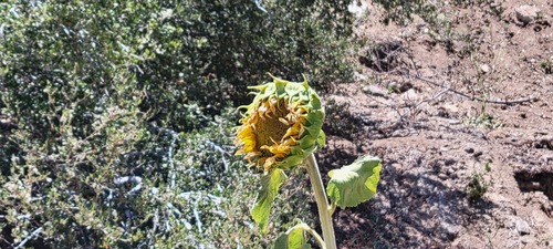 Common sunflower fruiting