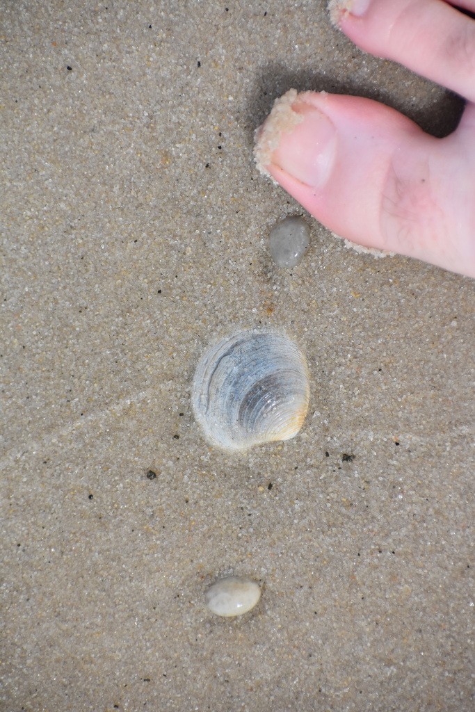 Northern quahog from villas lower township nj usa on june 23 2022