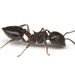 Small-lined Acrobat Ant - Photo (c) Aaron Stoll, all rights reserved, uploaded by Aaron Stoll