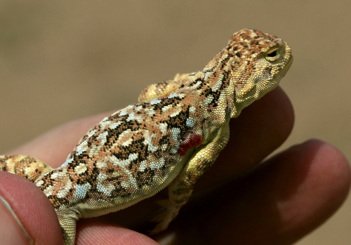 Tuvan Toad-headed Agama