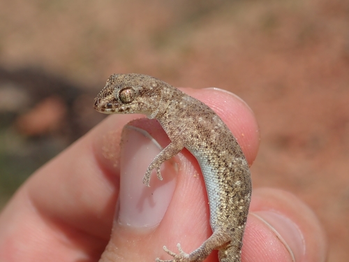 Kaspischer Even-fingered Gecko