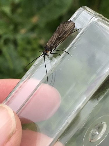 Brachycentrus montanus