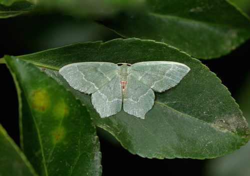 Common Emerald