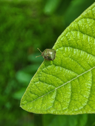 Kudzu Bug