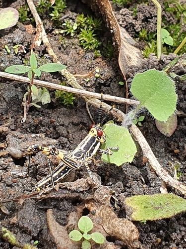 Variegated grasshopper