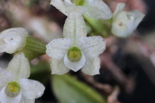 Angraecum tenellum (Angraecum tenellum)