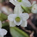 Angraecum tenellum - Photo (c) lavero, all rights reserved, uploaded by lavero