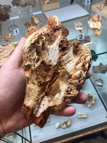 European Giant Deer (Praemegaceros cazioti) — Data Deficient Mammalia