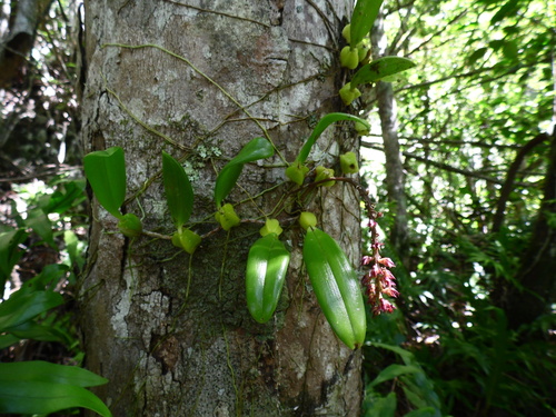 Bulbophyllum commersonii