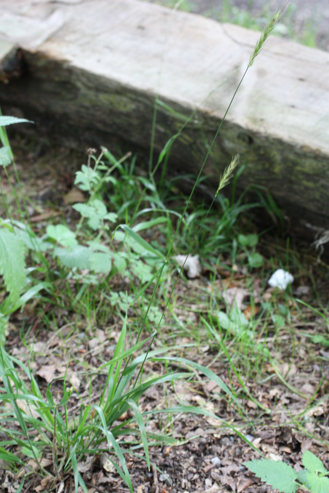 Wood Barley Grasses Of Berkshire Buckinghamshire And Oxfordshire · Inaturalist