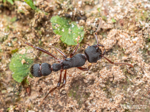 Gnamptogenys tortuolosaGnamptogenys tortuolosa
