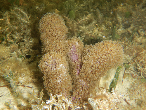 Briareum asbestinum (Pallas, 1766)