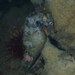 Observation photo