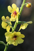 Moth Mullein - Photo (c) Flown Kimmerling, all rights reserved, uploaded by Flown Kimmerling