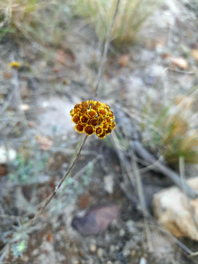 Helichrysum anomalum